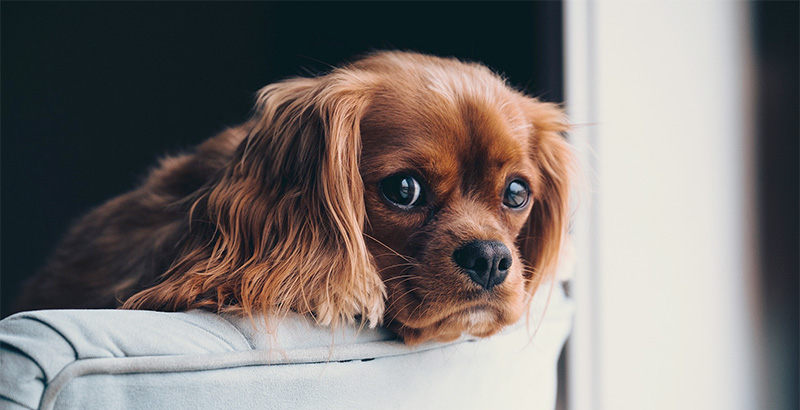  Adaptil pour les chiennes qui rejettent leurs chiots