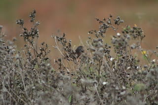 Dartford Warbler