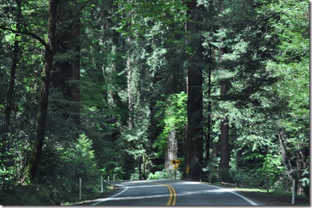 Drive to Crescent City, Ca 131
