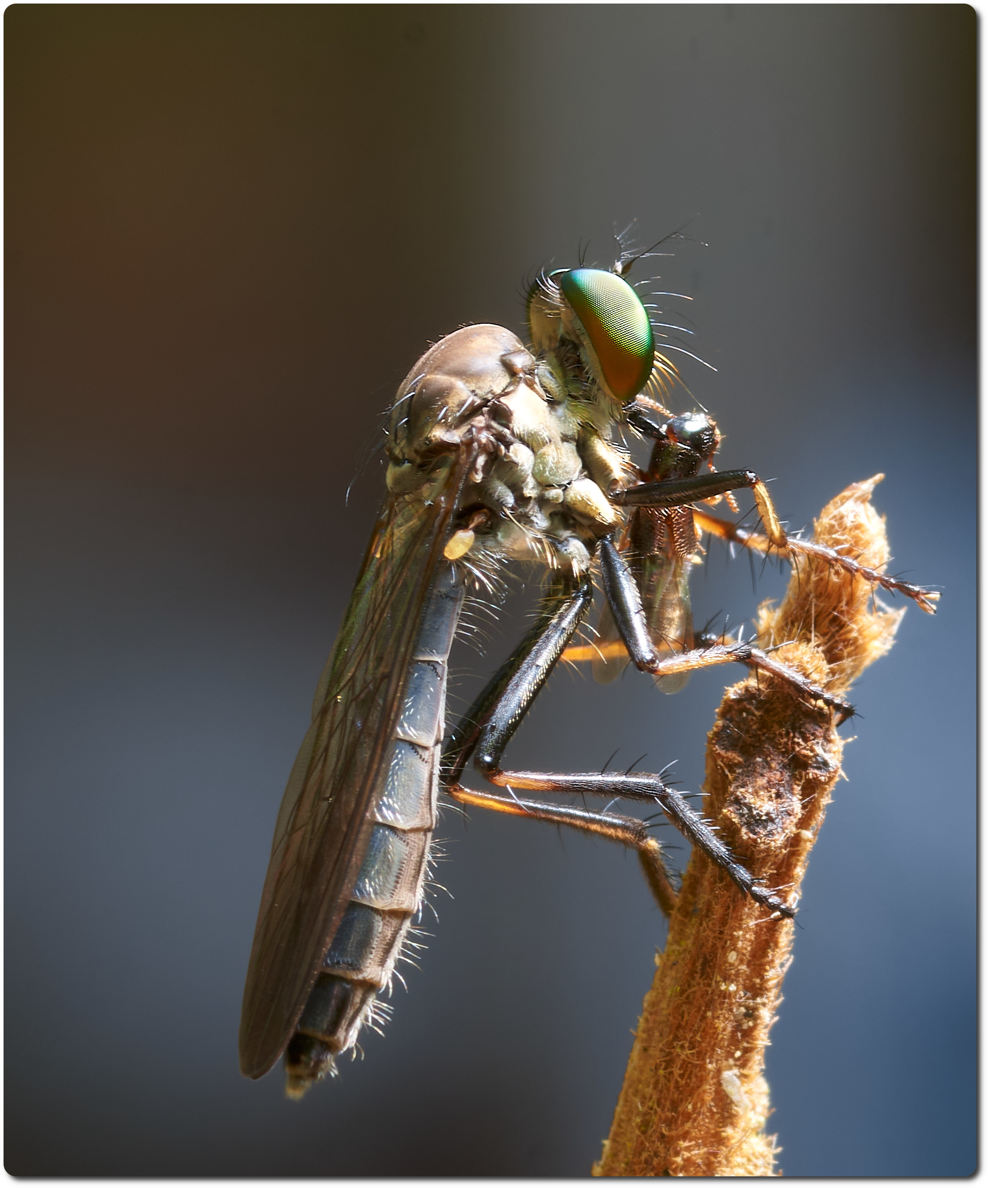 A Photographic Metaphor: Robber Fly ~ Robber Baron ~ No Difference