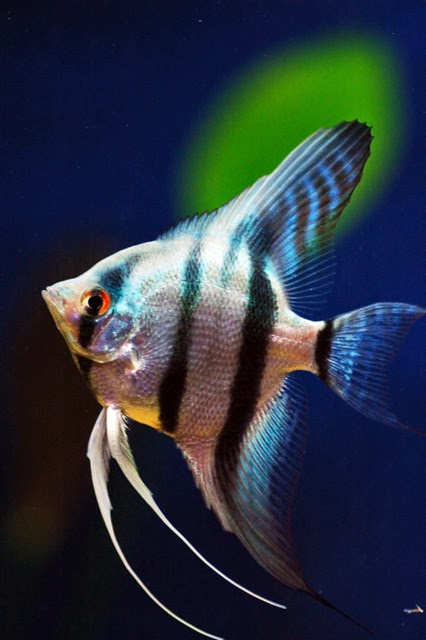 Mengenal Ikan  Manfish Dunia Akuarium