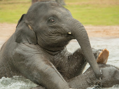 foto de elefantes bañándose  
