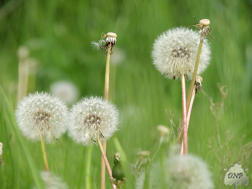 Dandelions