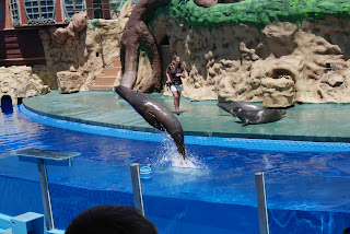 Dolphin at Zoomarine