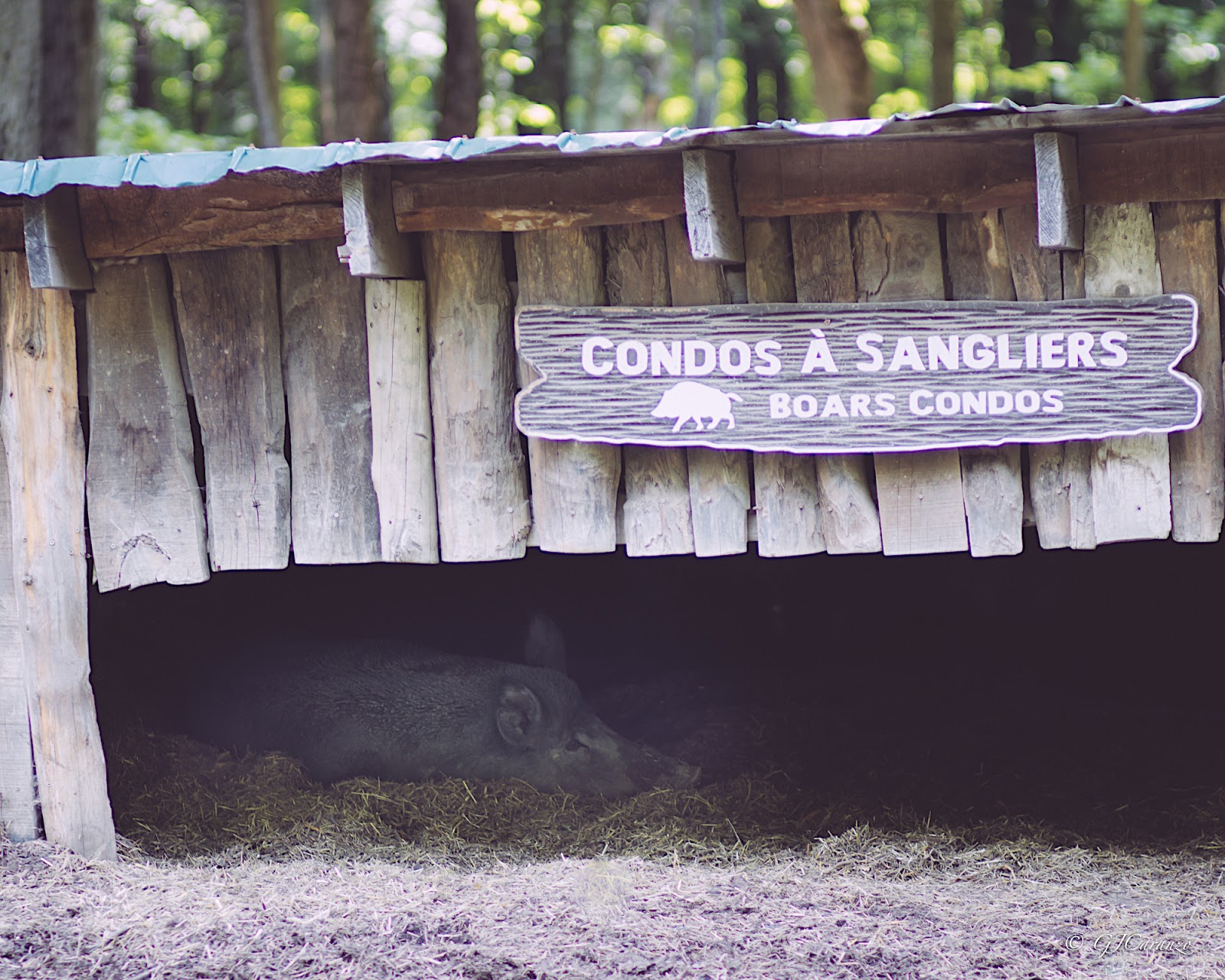 Parc Omega: Things To Do in Quebec, Canada