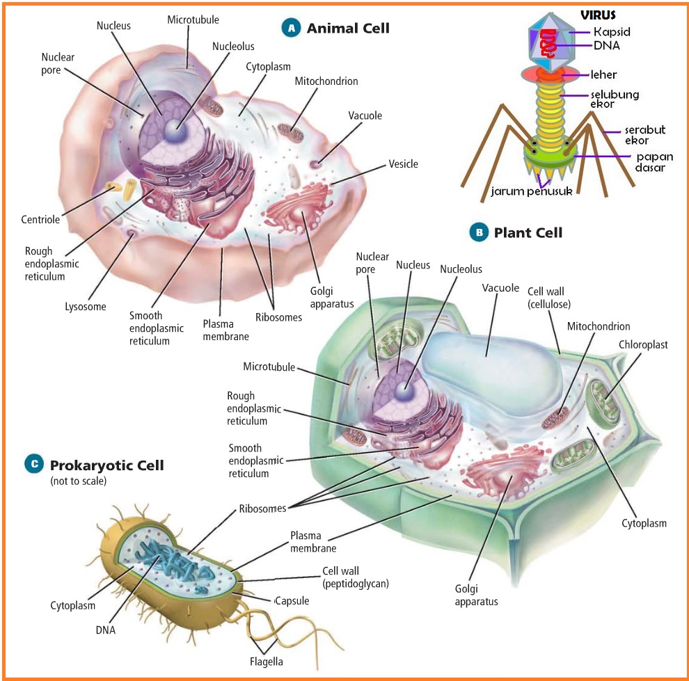Sketsa Gambar Sel Hewan Dan Sel Tumbuhan Garlerisket