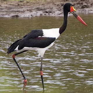 jabiru africano Ephippiorhynchus senegalensis