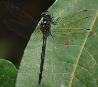 Macrothemis brevidens