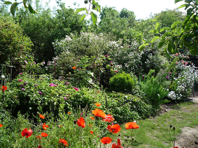 Forest garden plantings