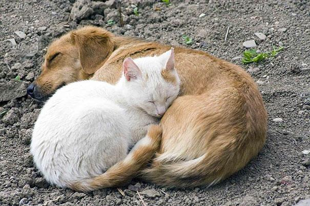 Cute Animals That Use Each Other As Pillows