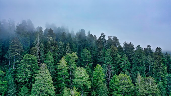 The Evergreen Investment: Exploring the Fir Tree