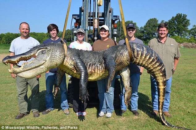 World's Biggest Alligator
