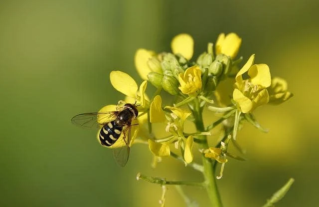 Amazing Hidden health benefits in mustard oil - Health-Teachers