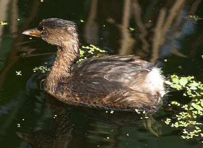 Pied-billed Grebe (Podilymbus podiceps)