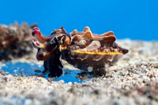 Northern flamboyant cuttlefish