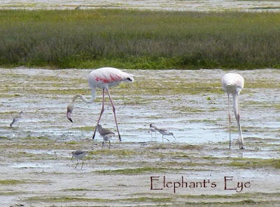 Flamingoes