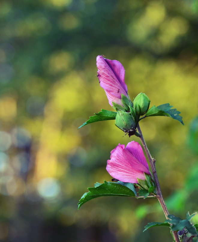 Rose of Sharon 