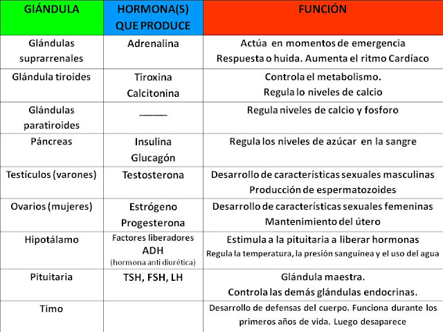 Resultado de imagen para sistema endocrino flash