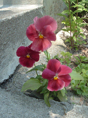 [Photo: Viola x wittrockiana 'Delta Pure Rose'.]