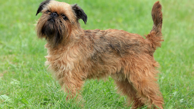 brussels-griffon-dog