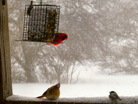 birdfeeder