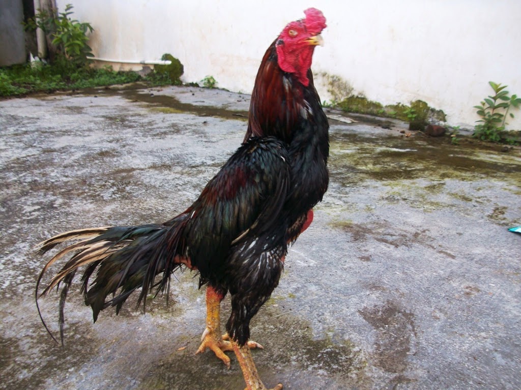 Ayam Aduan Garut Tipe Tipe Ayam adu Petarung