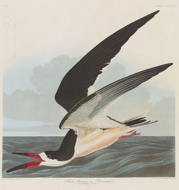 Audubon Bird Drawings