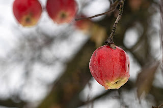 Winteräpfel