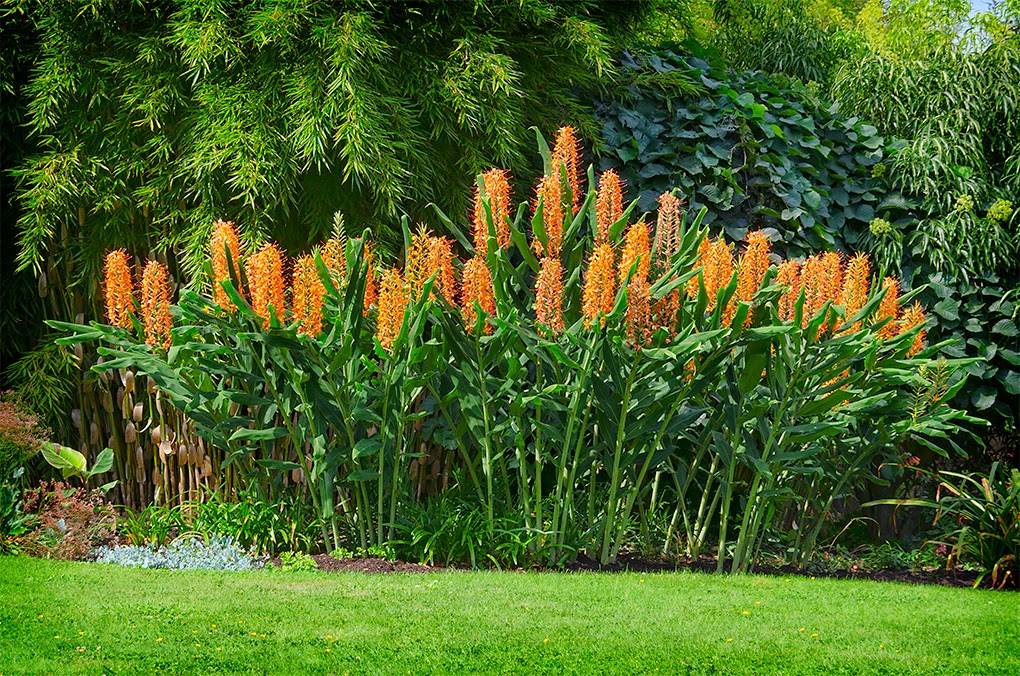 How To Grow The Ginger Lily From Seed The Garden Of Eaden