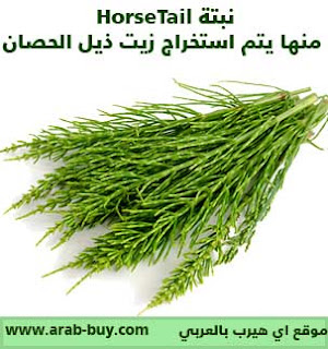 نبتة HorseTail منها يتم استخراج زيت ذيل الحصان