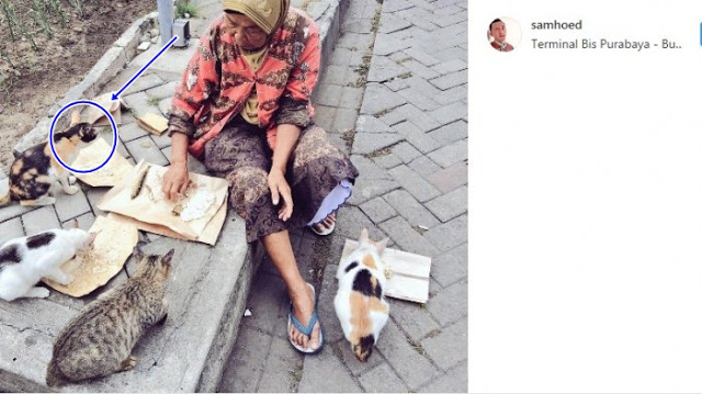 Viral! Nenek Penjaga Masjid Bikin Netizen Hingga Pecinta Kucing Mencarinya, Lihat yang Ia Lakukan