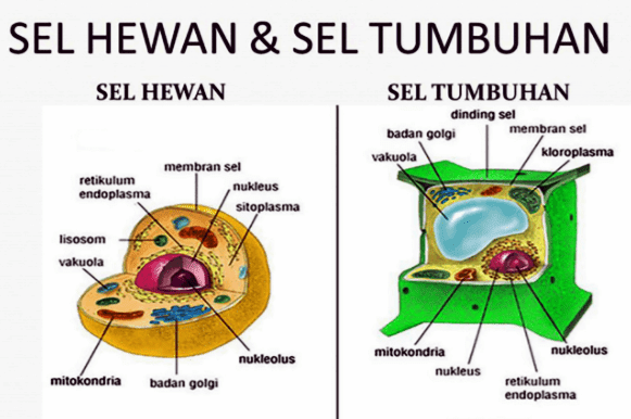  CONTOH  MAKALAH  STRUKTUR SEL TUMBUHAN DAN PERBEDAAN SEL 