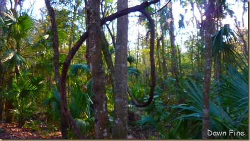 Chassahowitzka  River_039