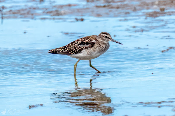 Wood sandpiper