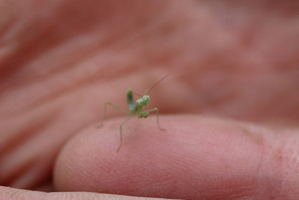 15 pictures of baby praying mantises, baby praying mantis