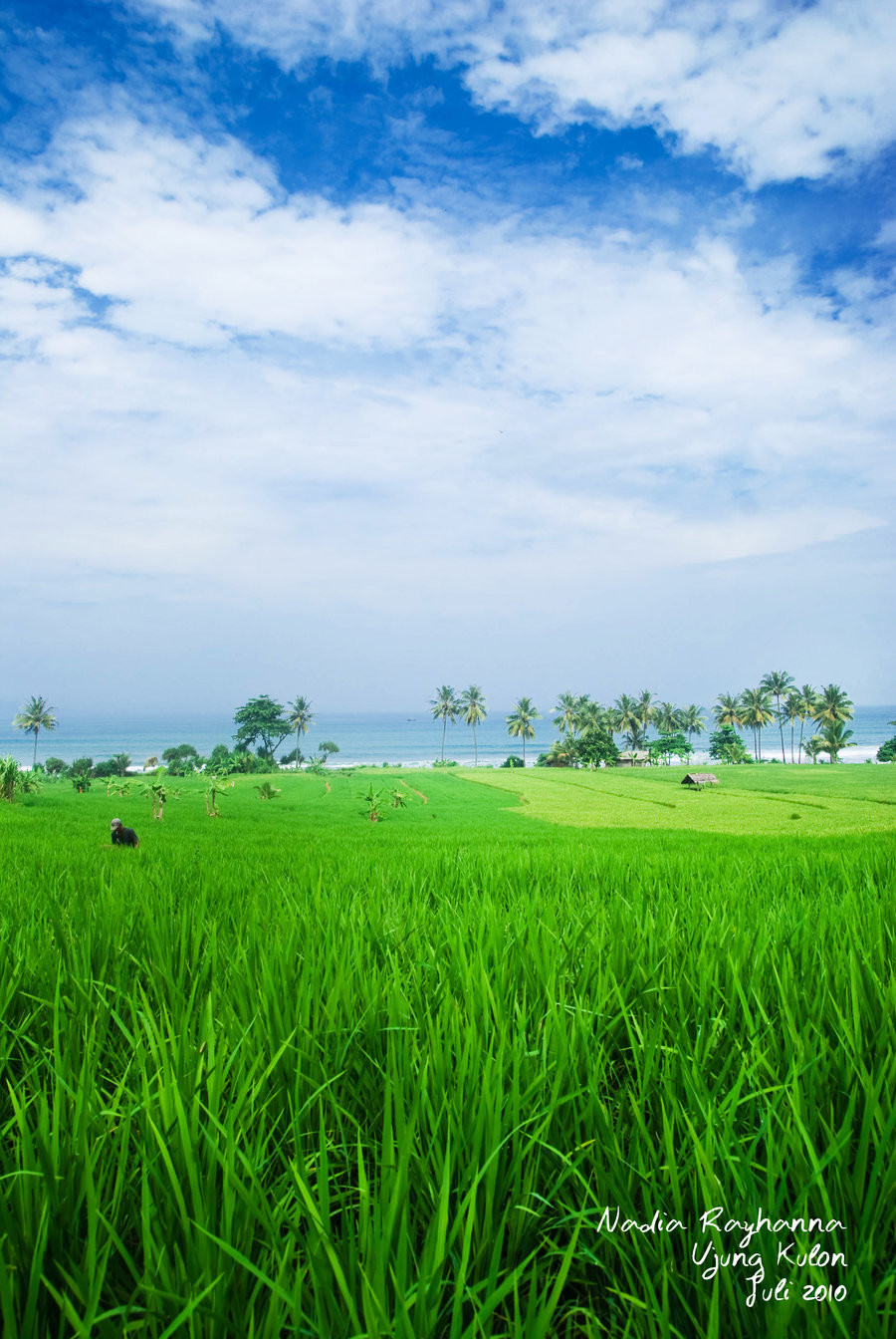  Wallpaper Pemandangan Sawah Terindah Stok Wallpaper 