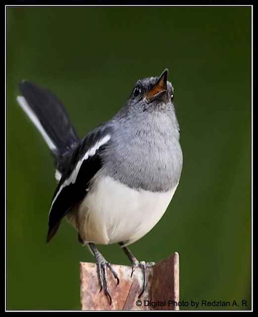 Murai, Magpie Robin - female