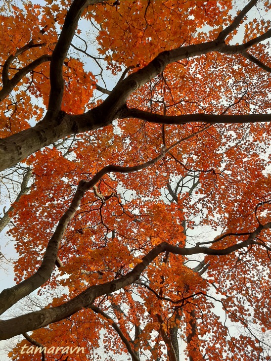 Клён ложнозибольдов (Acer pseudosieboldianum)