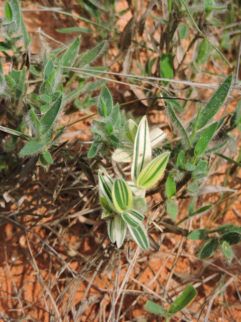 identificação-capim-flechinha-echinolaena-inflexa-plantas-ornamentais-nativas