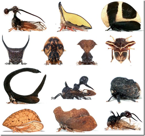 treehoppers