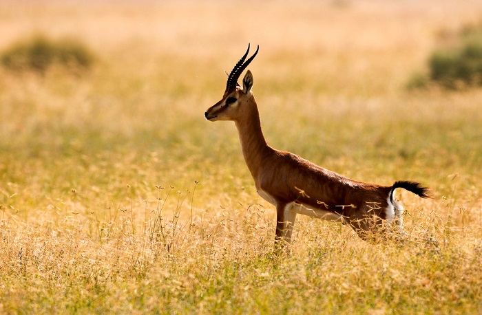 Pania Wildlife Sanctuary