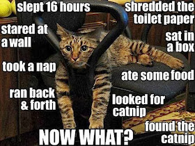 30 Funny animal captions - part 18 (30 pics), funny cat meme
