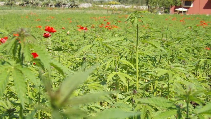 "La canapa: un’alternativa realmente 'verde' per l’agricoltura lucana"