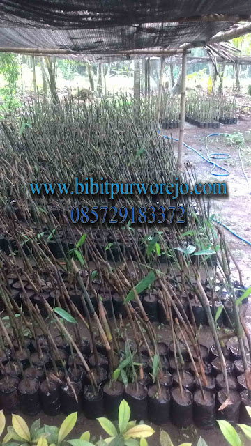 jual bibit bambu apus, bibit bambu apus purworejo, bibit bambu apus, bambu apus, jual bibit bambu apus, bambu apus, bibit bambu apus, jual bibit apus , bambu apus purworejo, jual bibit bambu purworejo, keunggulan bambu apus, budidaya bambu apus, bambu apus siap tanam, panen bambu apus, aneka bambu apus, aneka bambu apus, jual bambu apus, jual bambu apus jawa tengah, bibit bambu apus jawa tengah, bambu apus jawa tengah, jual aneka bibit bambu siap tanam, bibit bambu apus kultur jaringan, bibit bambu apus stek cabang, bibit bambu apus stek batang, jual bibit bambu apus, bibit bambu apus purworejo, bibit bambu jawa, bambu apus, bambu tali, bambu jawa, bibit purworejo, budidaya bambu apus, pring tali, jual bambu apus, jual bibit bambu apus, jual bambu jawa, jual bambu tali, anyaman bambu apus, jual aneka jenis bambu, bambu apus, jual bambu apus, bambu apus purworejo, budidaya bambu apus, hasil bambu apus, bambu apus, bambu ampel, bambu apus, jual bibit bambu, jual bibit bambu purworejo, jual bibit bambu jawa tengah, pengiriman bibit bambu, kegunaan bibit bambu, jual bibit bambu apus, bibit bambu tali, bibit bambu apus, investasi bambu, bambu siap tanam, bibit bambu apus siap tanam, aneka bibit bambu purworejo, bambu kuning, bambu panda, bambu jepang, jual bibit bambu, bambu panda, bambu kultur jaringan, bibit bambu apus kultur jaringan, bambu apus kultur jaringan, jual bibit bambu kultur jaringa, jual bibit bambu apus kultur, aneka bibit bambu stek cabang, cara stek bambu, cara stek bambu apus, cara stek bibit bambu apus, bibit bambu apus, bambu apus, bambu hias, bambu katak, aneka bibit bambu.