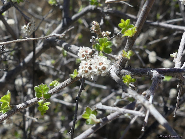 10: white flowers at the plant joint