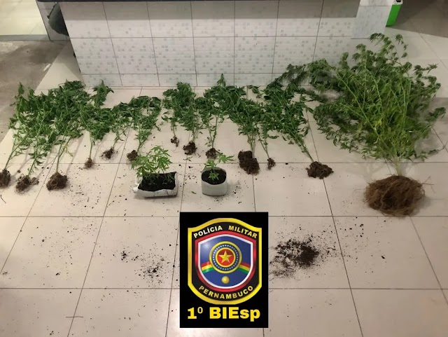 POLÍCIA APREENDE 16 PÉS DE MACONHA NO SÍTIO MALHADA DE PEDRA, EM CARUARU