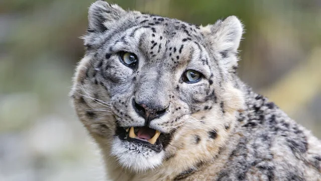 Onça leopardo da Neve