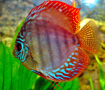 discus fish