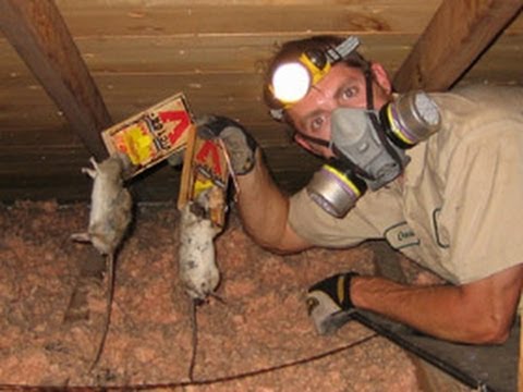 How do I get Rid of Rats in the Attic