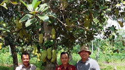 Tak Hanya Panorama Alam, Wisata Wahana Kampung Datuk  Sajikan Panorama Pohon Cempedak 